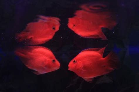 血鸚鵡 溫度|血鸚鵡(財神魚)飼養教學及注意 – 寵物百科